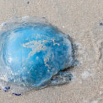 blaue Nesselqualle im Sand am Strand vor Norderney
