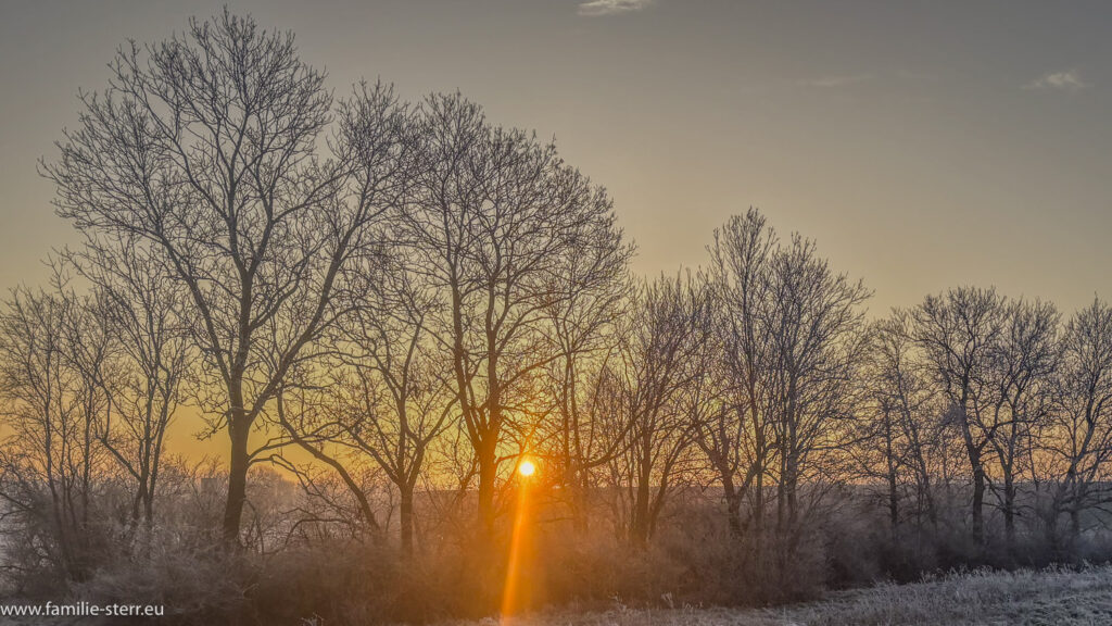 Zwischen einer Baumreihe am Flughafen München steht der rote Ball der aufgehenden Sonne an einem eiskalten Wintermorgen