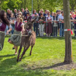 Szene aus dem 11. Eselrennen beim Volksfest 2025 in Hallbergmoos
