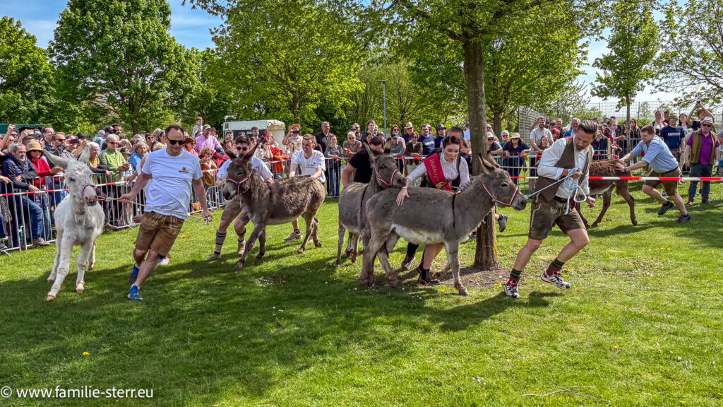 Szene aus dem 11. Eselrennen beim Volksfest 2025 in Hallbergmoos