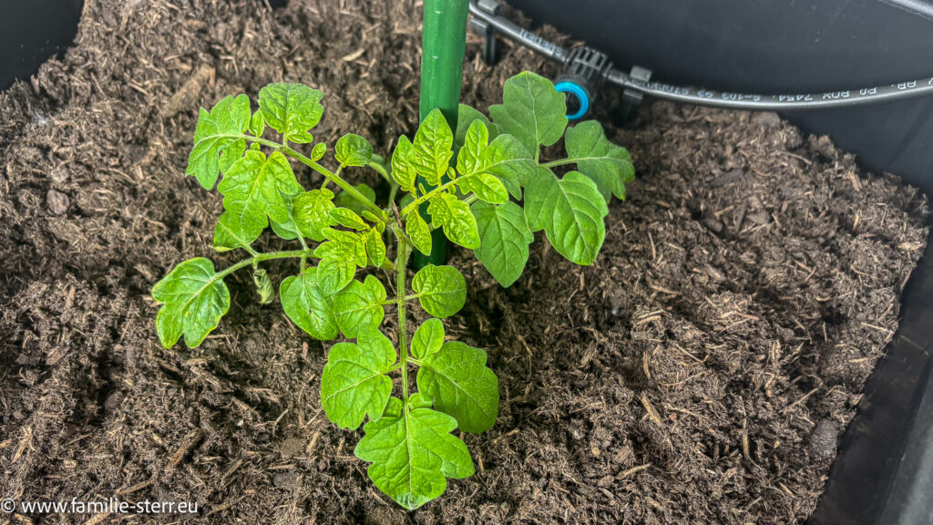 frisch eingepflanzte kleine Tomatenpflanze in einem Behälter auf dem Balkon