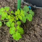 frisch eingepflanzte kleine Tomatenpflanze in einem Behälter auf dem Balkon