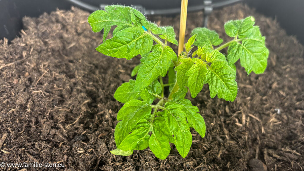 frisch eingepflanzte kleine Tomatenpflanze in einem Behälter auf dem Balkon