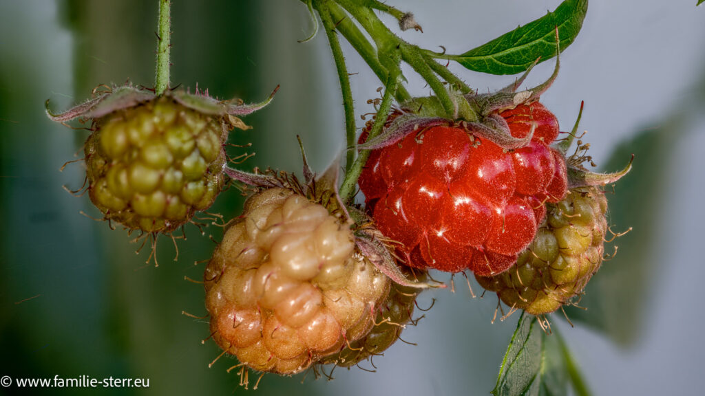 eine rote und einige noch nicht reife Himbeeren auf unserem Balkon