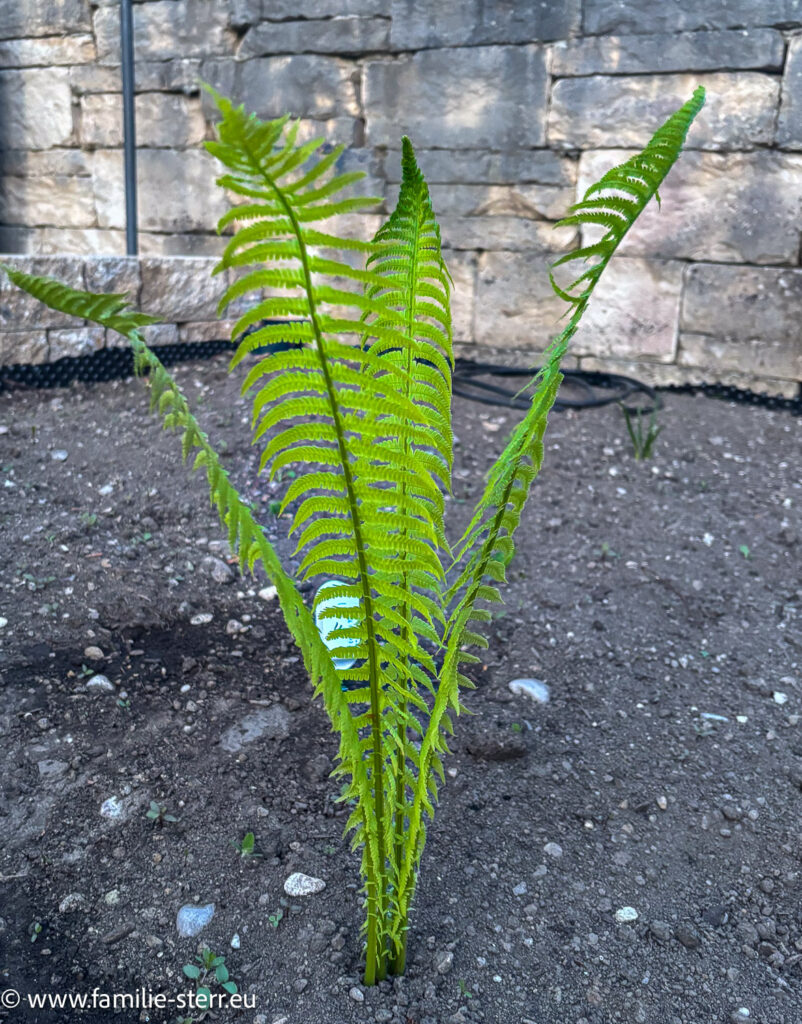 Farn als spontane Vegetation in unseren neuen Garten