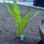 Farn als spontane Vegetation in unseren neuen Garten
