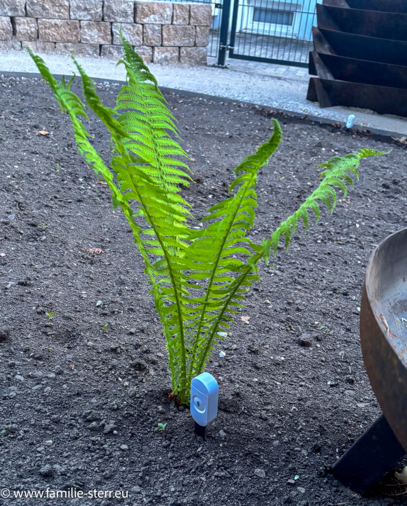 Farn als spontane Vegetation in unseren neuen Garten