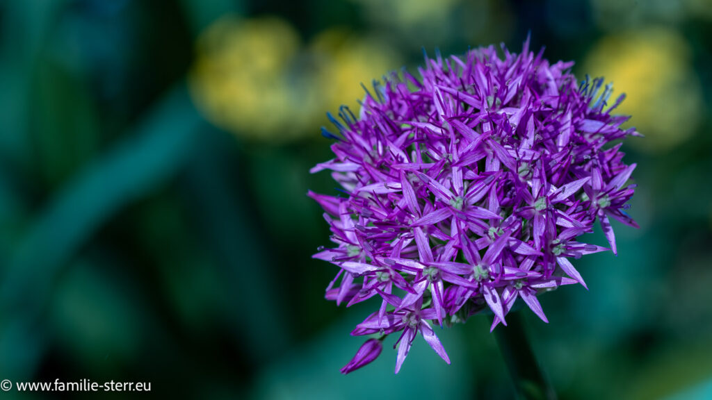 filigrane blaue Blüten im Mai auf der Insel Mainau 2026