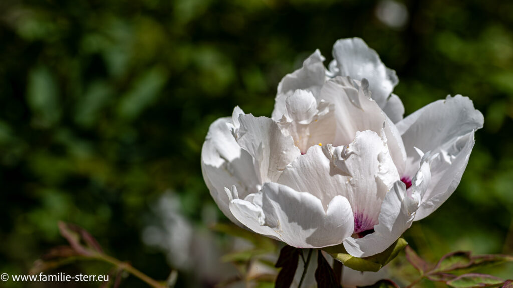 weiße Blüte auf der Blumeninsel Mainau 2026