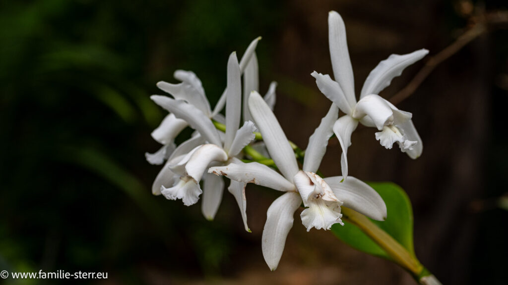Orchideenblüte auf der Blumeninsel Mainau im Mai 2026