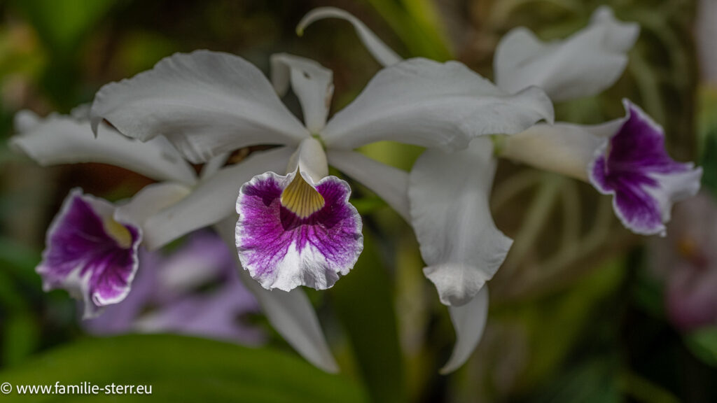 Orchideenblüte auf der Blumeninsel Mainau im Mai 2026