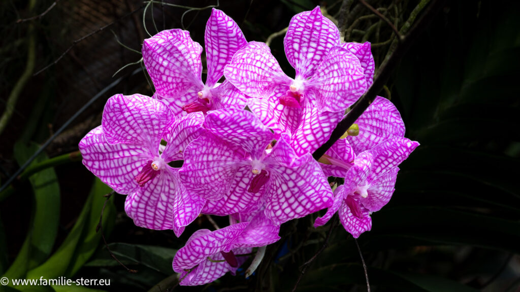 Orchideenblüte auf der Blumeninsel Mainau im Mai 2026