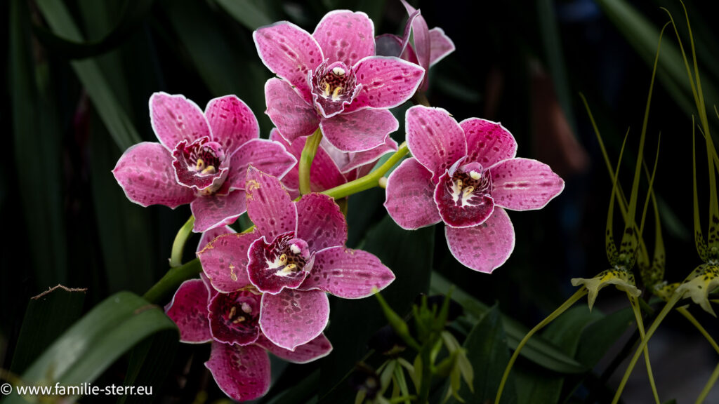 Orchideenblüte auf der Blumeninsel Mainau im Mai 2026