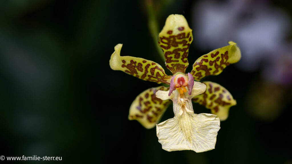 Orchideenblüte auf der Blumeninsel Mainau im Mai 2026