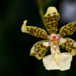 Orchideenblüte auf der Blumeninsel Mainau im Mai 2026